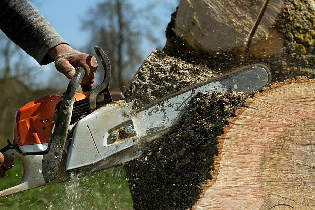 The Steps Involved in Our Tree Care Process in Perry, KS